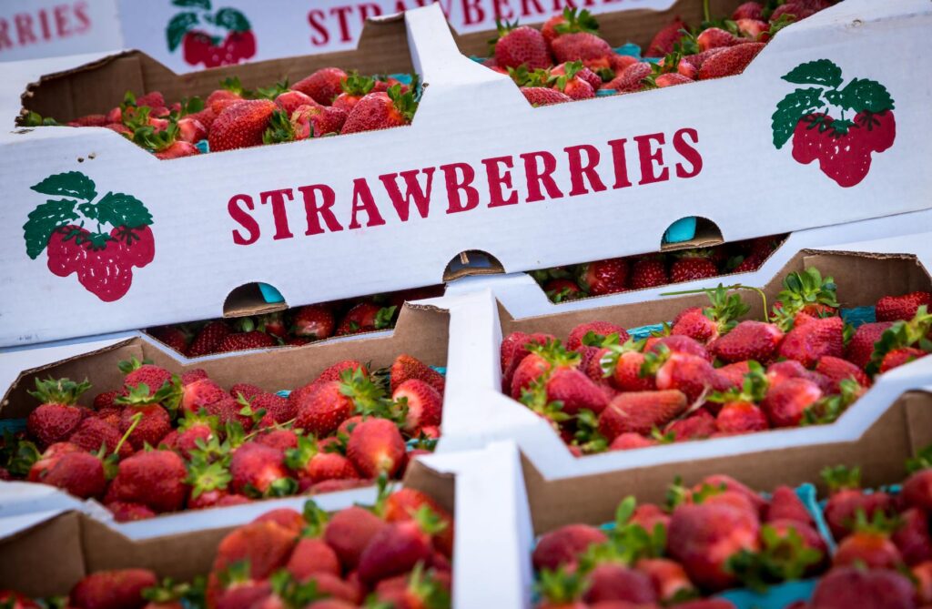 SCT-2018-Strawberry-Fest-66 resize